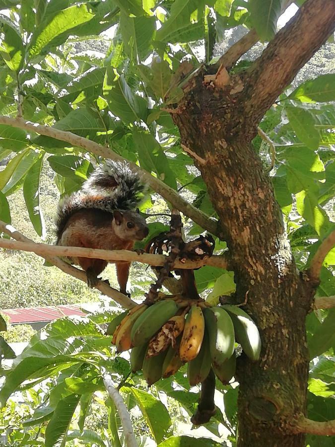 La Guayaba Monteverde Eksteriør billede
